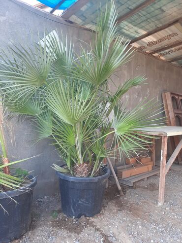 Ağaclar: Ağaclar — 2