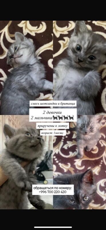 купить собаку объявления: 1 айлык, Эркек, Лотокко барууга үйрөтүлгөн