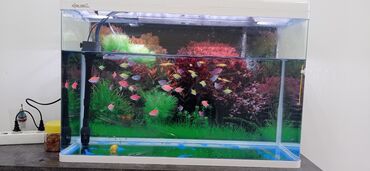 рыбки аквариум: Продается аквариум с рыбками, объем 120 литров с 43 рыб,разные виды