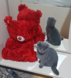 oyuncaq masin type 0: Erkekdi temiz ev piwiyi tecili satilir 150mann