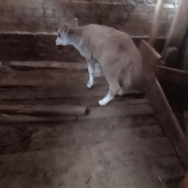 А/ч жаныбарларын сатам: Сатам | Музоо — 5
