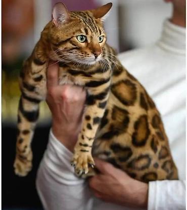 Pets & Animals: Registrovana odgajivačnica MMaestro_bengal ponosno predstavlja dva — 2