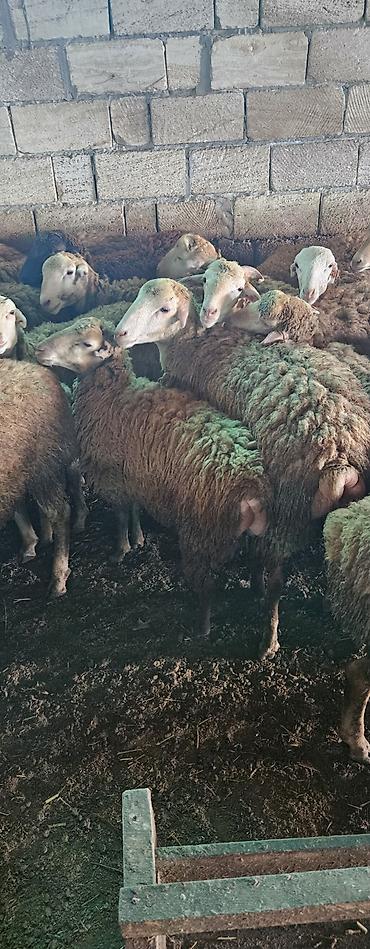 5,6,7 aylıq erkək quzular satılır. Qiyməti ilə razılaşarıq. İmişlidə — 3
