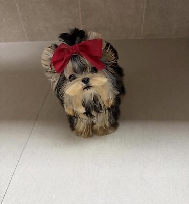 İtlər: Şpitz — 9