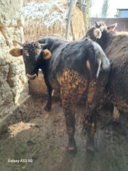отдам даром вислоухого котенка: Продаю | Бык (самец) | На откорм, На забой, Для разведения