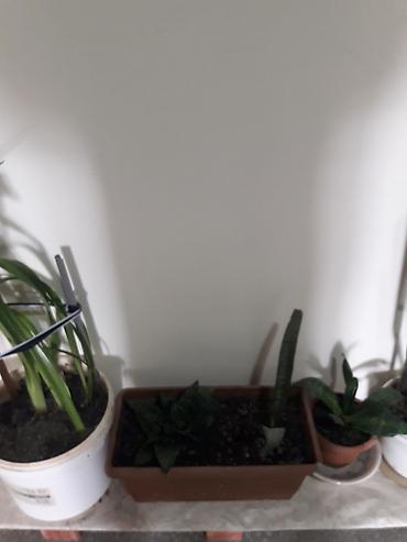 gül toxum satışı: Məhsul: Sansevieria (Əjdaha dili, Qaynana dili) – müxtəlif ölçülərdə — 6