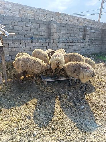 qoca qoyun: Məhsul: Qoyun sürüsü Ramani savxoz boğazıda var hamsı kom satılır — 3