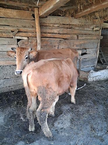 ari satişi: Satılır: inek 7 ay dana jonge watsap 0708357601 — 7