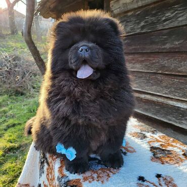 Psi: Štenci Čau Čau Chow Chow stari četiri meseca dostupni za prodaju — 6