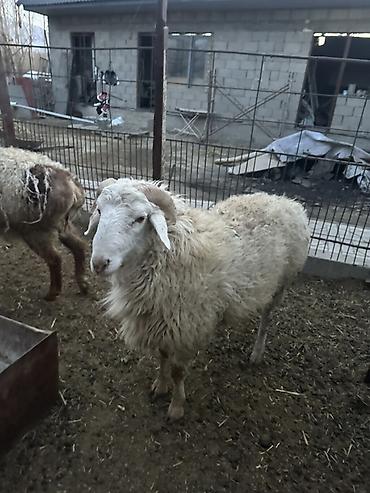 Баран, овца: Продаю | Баран (самец) | Полукровка | Для разведения — 17