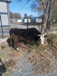 продаю алабай: Продаю | Корова (самка) | Полукровка | Для разведения | Привязанные