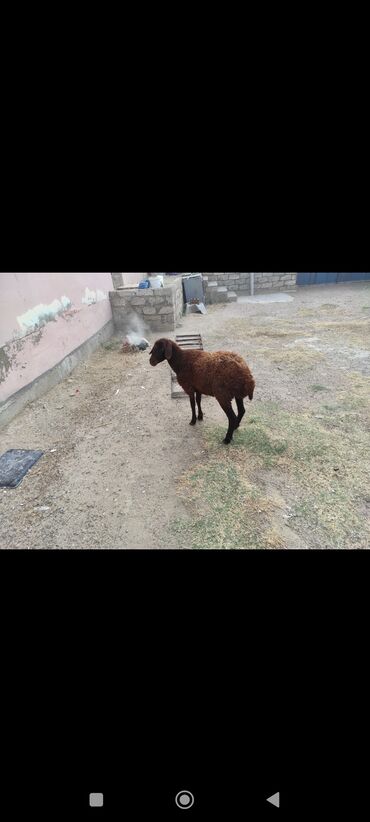 Inəklər, öküzlər: Dişi, Qala, il: 1, 50 kq, Damazlıq, Ünvandan götürmə, Pulsuz çatdırılma, Ödənişli çatdırılma