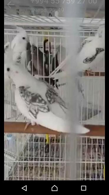 Tutuquşları: Bir ədədi -100-azn 150 azn aq rəydə olanlar qiymət fərqli hazır -da lalafo.az — 6 Tutuquşları: Bir ədədi -100-azn 150 azn aq rəydə olanlar qiymət fərqli hazır — 6