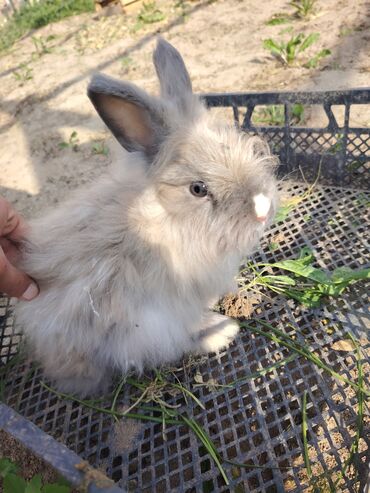 Dovşanlar: Ağ tüklü, qəhvəyi ləkəli dovşan - Yumşaq, sıx örtüklü ağ yun — 16