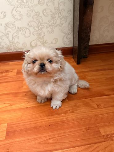 golden retriver it: Pekines, 2 ay, Erkək, Ünvandan götürmə — 6