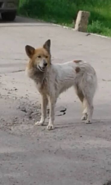вещи для собак: По просьбе ⬇️⬇️⬇️ Район Кызыл- Аскера, бегает годовалая собака. Ее