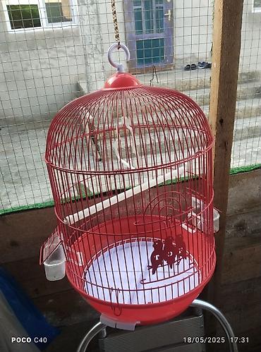 Tutuquşları: Korella 35 manattan bozlar sarilar 45-50 Azn qefesde var 15-20 Azn — 4