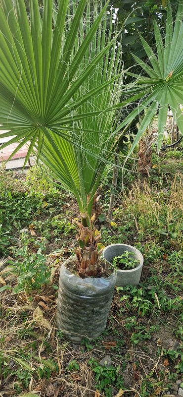 Ağaclar: Vaşınqton palma ağacları satılır qiymətlər palmaya görə dəyişir 10 -da lalafo.az — 19 Ağaclar: Vaşınqton palma ağacları satılır qiymətlər palmaya görə dəyişir 10 — 19