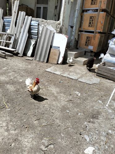 fireng toyuqu: Курица, Доставка в районы