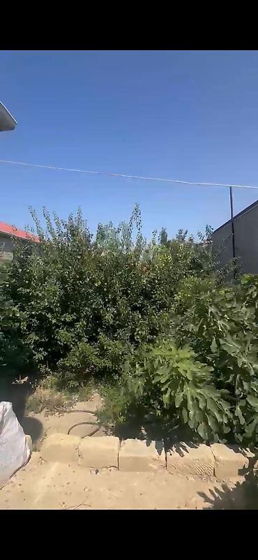 шеки: Masazırda 3 sotda paket kupça 6 nömrəli məktəbin yanı masazırın super — 8