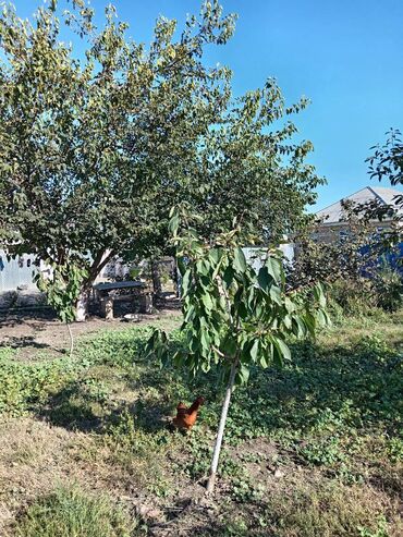 Həyət evləri və villaların satışı: 2 otaqlı, 60 kv. m, Kredit var, Orta təmir — 15