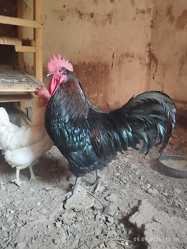 джаны джер: Сатам | Короздор — 1