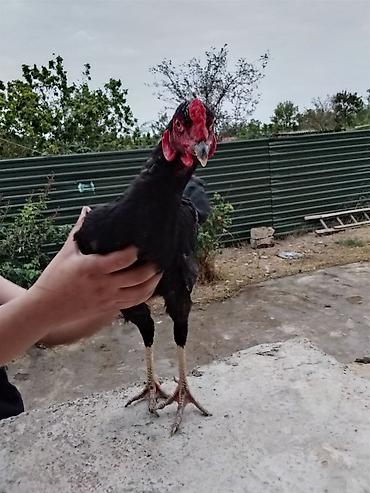 quslar haqqinda melumat: Həyratı xoruz.7 aylıqdır.Fotolarda görünməsə də Qanatlarında təbii — 6