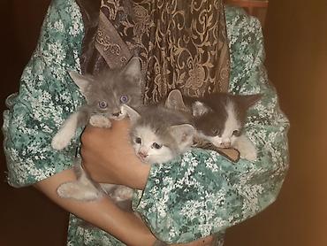 сухой корм для кошек: Котята, помёт из 4 малышей. - Окрас: серо-белые (несколько оттенков) — 2