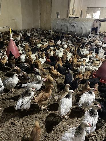 broyler yemi: Təsərrüfat üçün qarışıq yerli cins cücələr - Məhsul: Ətlik/yumurtalıq — 9