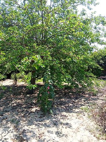 binə mehriban qonşular: 6 sot, Tikinti, Mülkiyyətçi, Kupça (Çıxarış) — 9