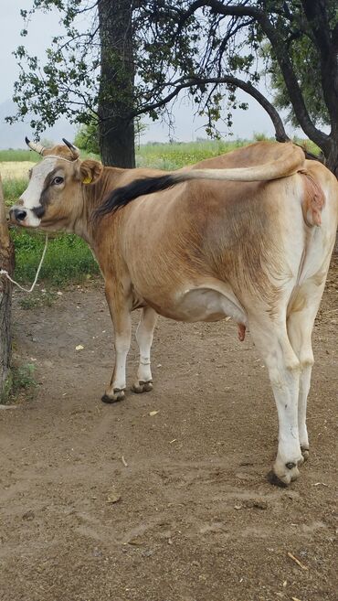 быки шароле: Продаю | Корова (самка) | Швицкая | Для молока | Стельные
