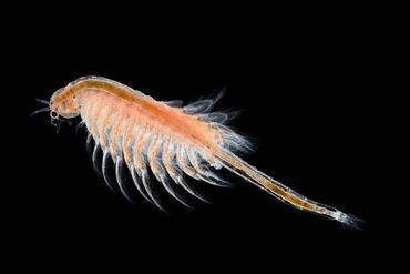 Рыбы: Artemia yumurtası (quru) 90% çıxış.
100 qramı 15 manata
