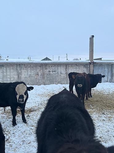 Коровы, быки: Продаю | Бык (самец) | На откорм — 4