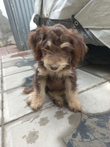 İtlər: 3 ay, Erkek, Peyvəndli, Ünvandan götürmə — 5