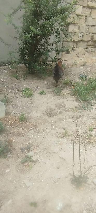 kirpi toyuq: Cəmi 4 eded cavan kənd xoruzlar idi tecılı satilirMəhsul: Yerli — 2