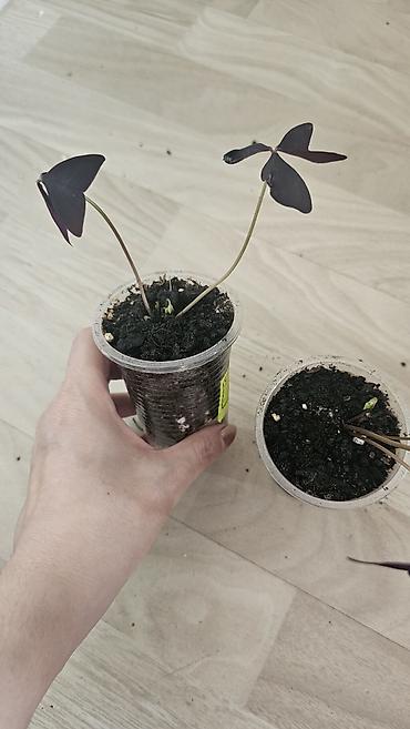 Другие комнатные растения: Кислица
Оксалис 
oxalis 
🦋 
бабочка — 11