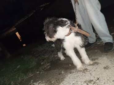 İtlər: Pudel, Erkek