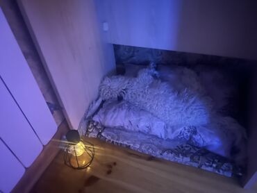 pomeran it: Pudel, 8 ay, Erkek, Peyvəndli, Pulsuz çatdırılma