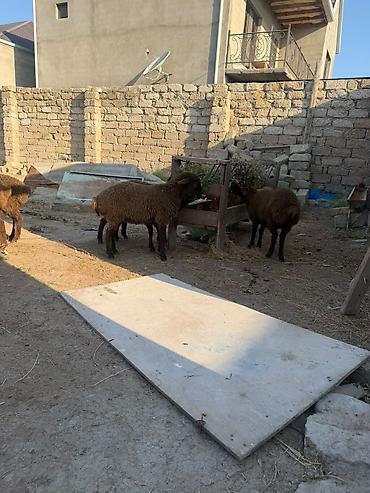Qoyunlar, qoçlar: Salam aleyküm 6 baş quzu 2 dişi 4ərgəy ünvan binə salgoz 0775431770 -da lalafo.az — 4 Qoyunlar, qoçlar: Salam aleyküm 6 baş quzu 2 dişi 4ərgəy ünvan binə salgoz 0775431770 — 4