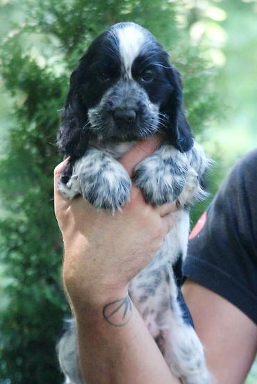 Psi: Engleski koker spanijel u ponudi NOVO LEGLO iz odgajivacnice — 6