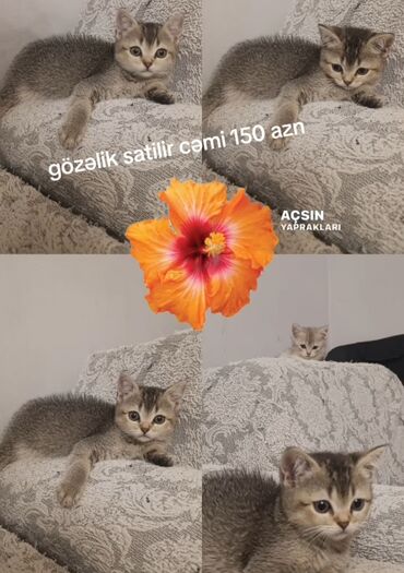 Gəmiricilər: Britan, Dişi, Yaxşı əllərə, Ünvandan götürmə, Ödənişli çatdırılma