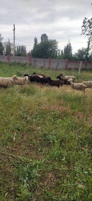 карова швиц: Бараны, овцы
