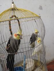 cennet qusu: Papuqay karella 3 denedi.kletka qarisig 100 man