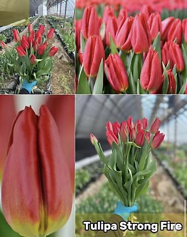 Букеты из живых цветов: ТЮЛЬПАНЫ ИЗ ГОЛЛАНДИИ 50 САНТИМЕТРОВ. ОПТОМ И В РОЗНИЦУ Оптом по — 6