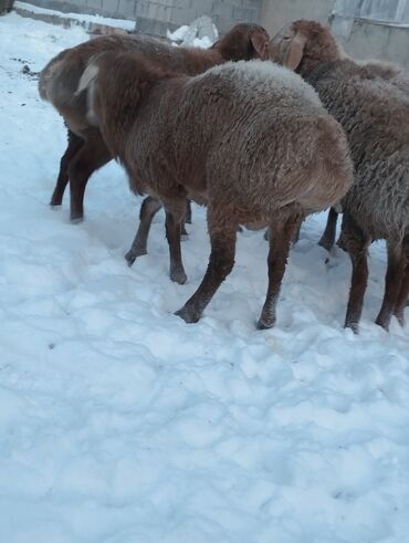 Баран, овца: Продаю | Овца (самка) | Для разведения | Матка — 9