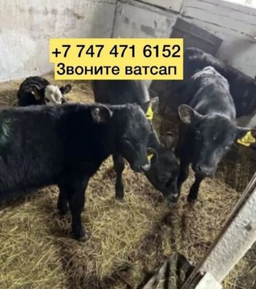 Коровы, быки: Бычки телята телочки коровы бычки телята телочки коровы бычки