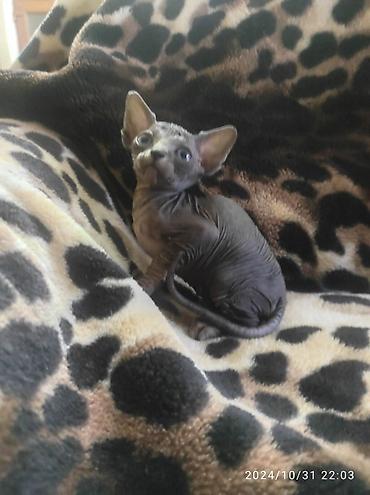 Pişiklər: Sfinks, Erkək, Dişi — 10