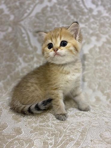 Pişiklər: Şotland yastı qulaq — 39