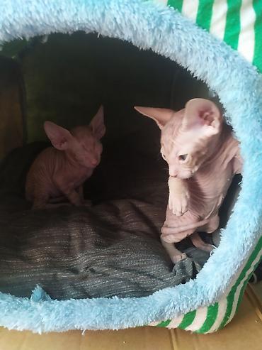 Продажа кошек: Котята канадского сфинкса - Порода: сфинкс (лысые котята с — 3