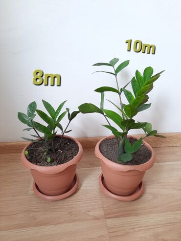 tək qızıl gül: Zamioculcas gülü (dollar gülü)